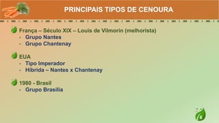 6
França – Século XIX – Louis de Vilmorin (melhorista)
- Grupo Nantes
- Grupo Chantenay
EUA
- Tipo Imperador
- Hibrida – Nantes x Chantenay
1980 - Brasil
- Grupo Brasília
PRINCIPAIS TIPOS DE CENOURA
 