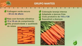 7
Folhagem verde escura
- 30 cm de altura
Raiz com formato cilíndrico
15 a 18 cm de comprimento
Alta produtividade e qualidade
de raízes
GRUPO NANTES
Coloração laranja intensa
Adaptada a épocas frias
Ciclo produtivo de 110 a 130
Suscetível a doenças
 