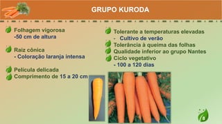 8
Folhagem vigorosa
-50 cm de altura
Raiz cônica
- Coloração laranja intensa
Película delicada
Comprimento de 15 a 20 cm
GRUPO KURODA
Tolerante a temperaturas elevadas
- Cultivo de verão
Tolerância à queima das folhas
Qualidade inferior ao grupo Nantes
Ciclo vegetativo
- 100 a 120 dias
 