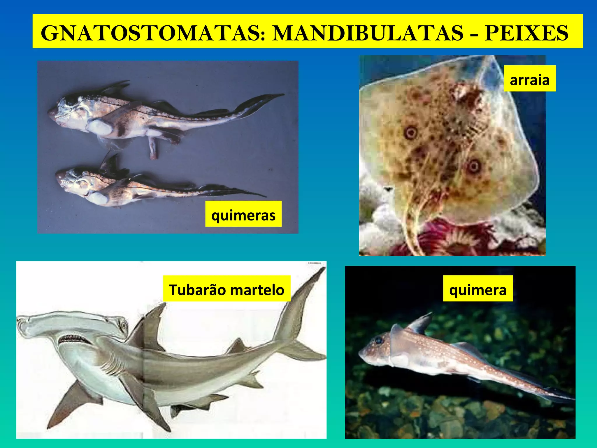 GNATOSTOMATAS: MANDIBULATAS - PEIXES
quimeras
arraia
Tubarão martelo quimera
 