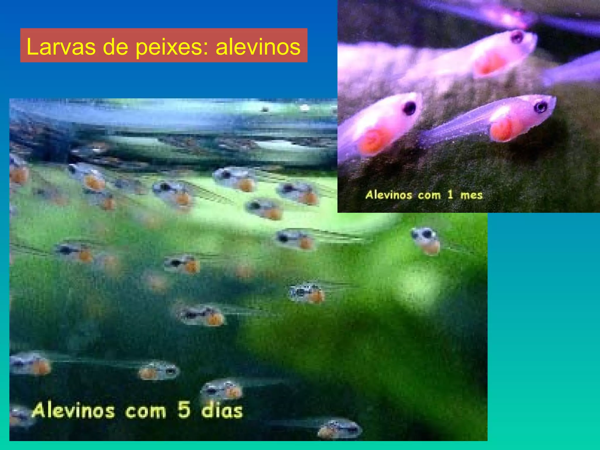 Larvas de peixes: alevinos
 