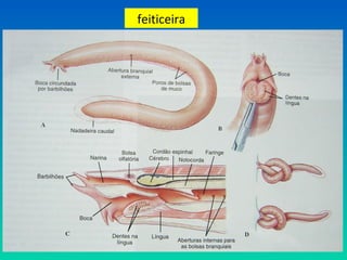 feiticeira
 