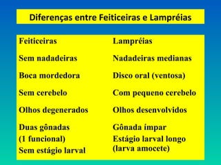 Diferenças entre Feiticeiras e Lampréias
Feiticeiras Lampréias
Sem nadadeiras Nadadeiras medianas
Boca mordedora Disco oral (ventosa)
Sem cerebelo Com pequeno cerebelo
Olhos degenerados Olhos desenvolvidos
Duas gônadas
(1 funcional)
Sem estágio larval
Gônada ímpar
Estágio larval longo
(larva amocete)
 