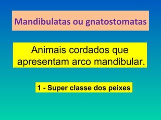 Mandibulatas ou gnatostomatas
Animais cordados que
apresentam arco mandibular.
1 - Super classe dos peixes
 