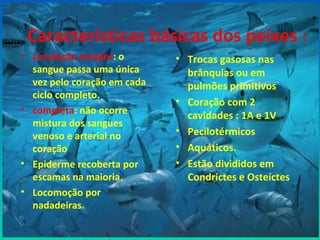 Características básicas dos peixes :
• circulação simples: o
sangue passa uma única
vez pelo coração em cada
ciclo completo.
• completa: não ocorre
mistura dos sangues
venoso e arterial no
coração
• Epiderme recoberta por
escamas na maioria.
• Locomoção por
nadadeiras.
• Trocas gasosas nas
brânquias ou em
pulmões primitivos
• Coração com 2
cavidades : 1A e 1V
• Pecilotérmicos
• Aquáticos.
• Estão divididos em
Condrictes e Osteíctes
 