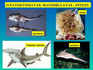 GNATOSTOMATAS: MANDIBULATAS - PEIXES
quimeras
arraia
Tubarão martelo quimera
 