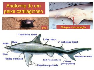 Anatomia de um
peixe cartilaginoso
ovo Clásper - fecundação
 