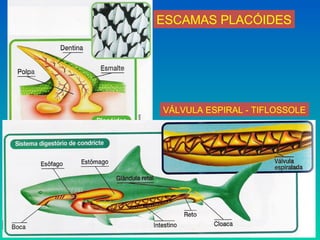 ESCAMAS PLACÓIDES
VÁLVULA ESPIRAL - TIFLOSSOLE
 