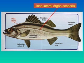 Linha lateral órgão sensorial
 