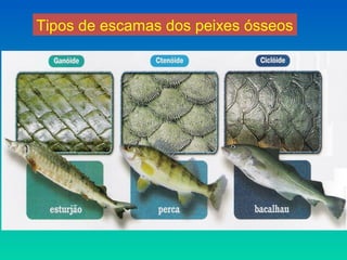 Tipos de escamas dos peixes ósseos
 