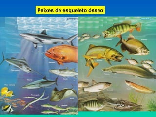 Peixes de esqueleto ósseo
 