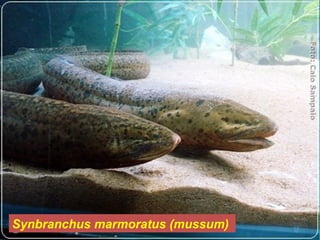 Synbranchus marmoratus (mussum)
 