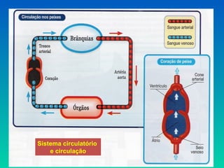Sistema circulatório
e circulação
 