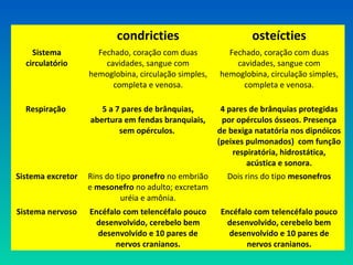 condricties osteícties
Sistema
circulatório
Fechado, coração com duas
cavidades, sangue com
hemoglobina, circulação simples,
completa e venosa.
Fechado, coração com duas
cavidades, sangue com
hemoglobina, circulação simples,
completa e venosa.
Respiração 5 a 7 pares de brânquias,
abertura em fendas branquiais,
sem opérculos.
4 pares de brânquias protegidas
por opérculos ósseos. Presença
de bexiga natatória nos dipnóicos
(peixes pulmonados) com função
respiratória, hidrostática,
acústica e sonora.
Sistema excretor Rins do tipo pronefro no embrião
e mesonefro no adulto; excretam
uréia e amônia.
Dois rins do tipo mesonefros
Sistema nervoso Encéfalo com telencéfalo pouco
desenvolvido, cerebelo bem
desenvolvido e 10 pares de
nervos cranianos.
Encéfalo com telencéfalo pouco
desenvolvido, cerebelo bem
desenvolvido e 10 pares de
nervos cranianos.
 