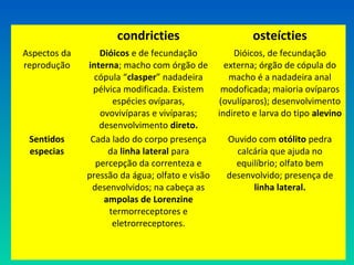 condricties osteícties
Aspectos da
reprodução
Dióicos e de fecundação
interna; macho com órgão de
cópula “clasper” nadadeira
pélvica modificada. Existem
espécies ovíparas,
ovovivíparas e vivíparas;
desenvolvimento direto.
Dióicos, de fecundação
externa; órgão de cópula do
macho é a nadadeira anal
modoficada; maioria ovíparos
(ovulíparos); desenvolvimento
indireto e larva do tipo alevino
Sentidos
especias
Cada lado do corpo presença
da linha lateral para
percepção da correnteza e
pressão da água; olfato e visão
desenvolvidos; na cabeça as
ampolas de Lorenzine
termorreceptores e
eletrorreceptores.
Ouvido com otólito pedra
calcária que ajuda no
equilíbrio; olfato bem
desenvolvido; presença de
linha lateral.
 
