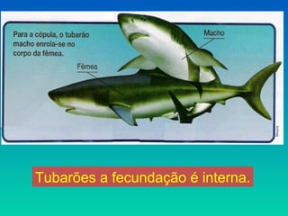 Tubarões a fecundação é interna.
 