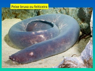 Peixe bruxa ou feiticeira
 
