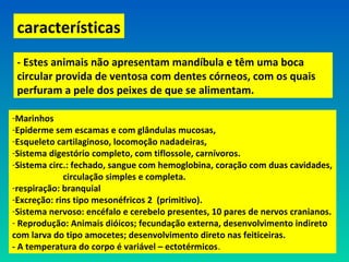 características
- Estes animais não apresentam mandíbula e têm uma boca
circular provida de ventosa com dentes córneos, com os quais
perfuram a pele dos peixes de que se alimentam.
-Marinhos
-Epiderme sem escamas e com glândulas mucosas,
-Esqueleto cartilaginoso, locomoção nadadeiras,
-Sistema digestório completo, com tiflossole, carnívoros.
-Sistema circ.: fechado, sangue com hemoglobina, coração com duas cavidades,
circulação simples e completa.
-respiração: branquial
-Excreção: rins tipo mesonéfricos 2 (primitivo).
-Sistema nervoso: encéfalo e cerebelo presentes, 10 pares de nervos cranianos.
- Reprodução: Animais dióicos; fecundação externa, desenvolvimento indireto
com larva do tipo amocetes; desenvolvimento direto nas feiticeiras.
- A temperatura do corpo é variável – ectotérmicos.
 