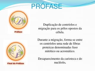 AULA Ciclo UNIVERSIDADE CEUMA CAMPUSCelular.pptx