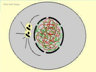 AULA Ciclo UNIVERSIDADE CEUMA CAMPUSCelular.pptx