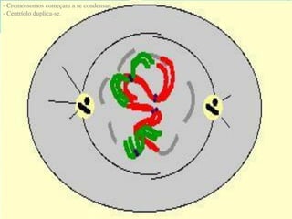 AULA Ciclo UNIVERSIDADE CEUMA CAMPUSCelular.pptx