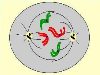 AULA Ciclo UNIVERSIDADE CEUMA CAMPUSCelular.pptx