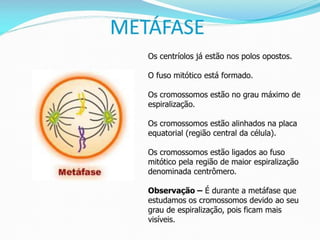 AULA Ciclo UNIVERSIDADE CEUMA CAMPUSCelular.pptx