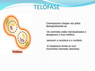 AULA Ciclo UNIVERSIDADE CEUMA CAMPUSCelular.pptx