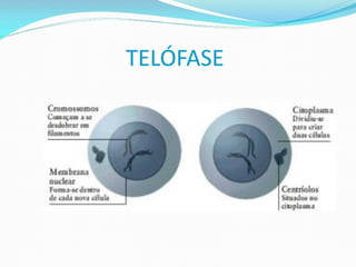 AULA Ciclo UNIVERSIDADE CEUMA CAMPUSCelular.pptx