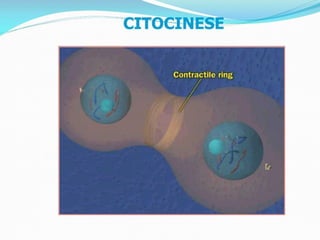 AULA Ciclo UNIVERSIDADE CEUMA CAMPUSCelular.pptx