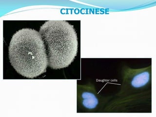 AULA Ciclo UNIVERSIDADE CEUMA CAMPUSCelular.pptx