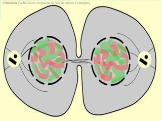 AULA Ciclo UNIVERSIDADE CEUMA CAMPUSCelular.pptx