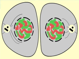 AULA Ciclo UNIVERSIDADE CEUMA CAMPUSCelular.pptx