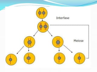 AULA Ciclo UNIVERSIDADE CEUMA CAMPUSCelular.pptx