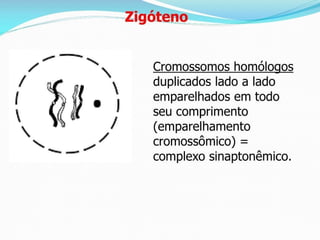 AULA Ciclo UNIVERSIDADE CEUMA CAMPUSCelular.pptx