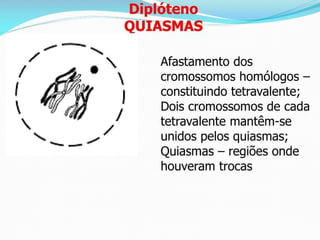 AULA Ciclo UNIVERSIDADE CEUMA CAMPUSCelular.pptx