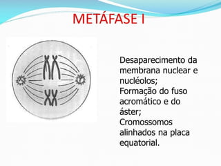 AULA Ciclo UNIVERSIDADE CEUMA CAMPUSCelular.pptx