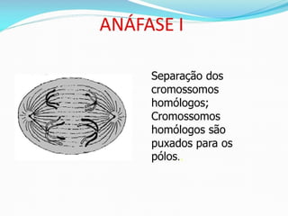 AULA Ciclo UNIVERSIDADE CEUMA CAMPUSCelular.pptx