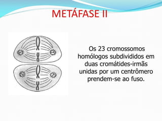 AULA Ciclo UNIVERSIDADE CEUMA CAMPUSCelular.pptx