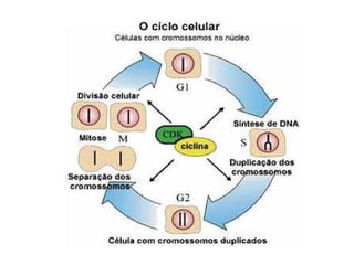 AULA Ciclo UNIVERSIDADE CEUMA CAMPUSCelular.pptx