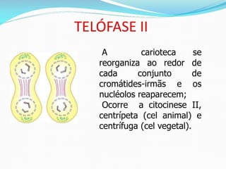 AULA Ciclo UNIVERSIDADE CEUMA CAMPUSCelular.pptx