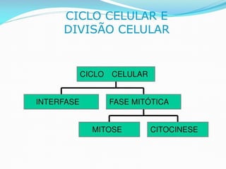 AULA Ciclo UNIVERSIDADE CEUMA CAMPUSCelular.pptx