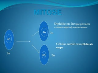 AULA Ciclo UNIVERSIDADE CEUMA CAMPUSCelular.pptx