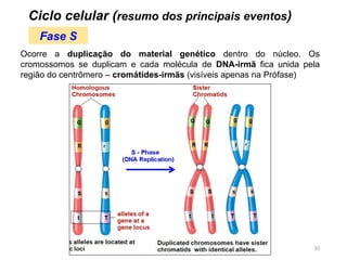 10
Ocorre a duplicação do material genético dentro do núcleo. Os
cromossomos se duplicam e cada molécula de DNA-irmã fica unida pela
região do centrômero – cromátides-irmãs (visíveis apenas na Prófase)
Ciclo celular (resumo dos principais eventos)
Fase S
 