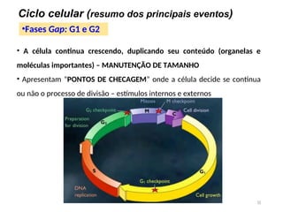 • A célula continua crescendo, duplicando seu conteúdo (organelas e
moléculas importantes) – MANUTENÇÃO DE TAMANHO
• Apresentam “PONTOS DE CHECAGEM” onde a célula decide se continua
ou não o processo de divisão – estímulos internos e externos
11
•Fases Gap: G1 e G2
Ciclo celular (resumo dos principais eventos)
 