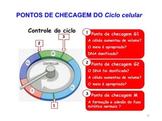 12
PONTOS DE CHECAGEM DO Ciclo celular
 