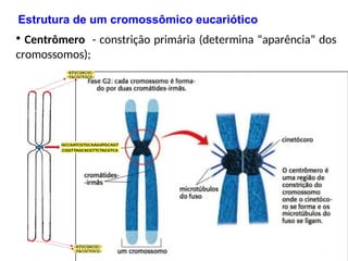 • Centrômero - constrição primária (determina “aparência” dos
cromossomos);
13
Estrutura de um cromossômico eucariótico
 