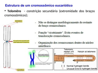 • Telomêro - constrição secundária (extremidade dos braços
cromossômicos);
14
Estrutura de um cromossômico eucariótico
 