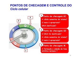 18
PONTOS DE CHECAGEM E CONTROLE DO
Ciclo celular
 