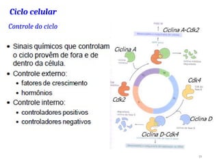 Controle do ciclo
Ciclo celular
19
 